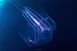 月亮水母：深海下的奇妙世界 - 有意思吧