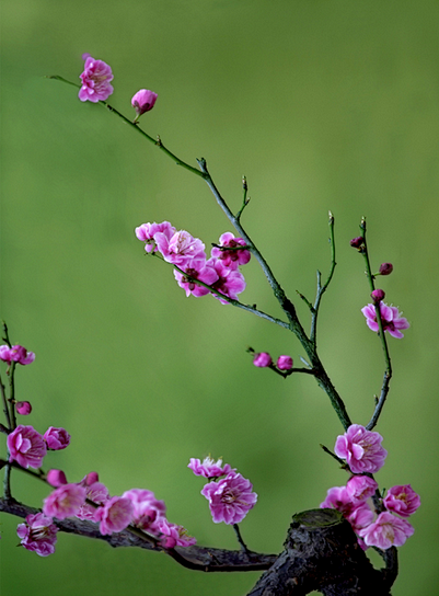 梅花