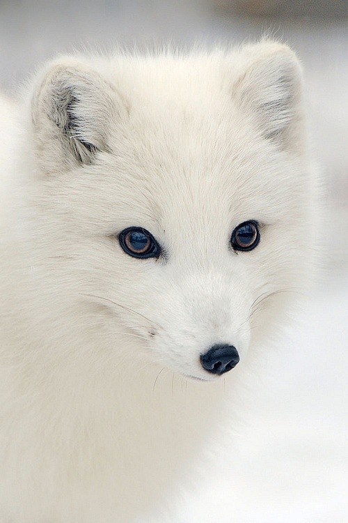 Arctic Fox | Cute an...