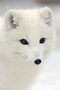 Arctic Fox | Cute animals