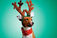 点击来源直接获取大图文件 |Close up portrait of funny beautiful dog wearing christmas deer Rudolph costume, looking on side and licking himself, isolated on green background
