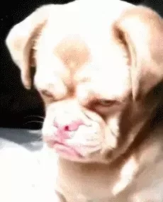 搞笑GIF趣图：看到最后，我抽了自己一耳...