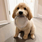 狗狗