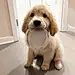 狗狗