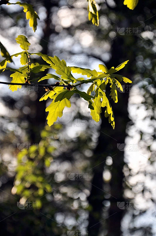 长着嫩叶的橡树枝素材-花瓣网