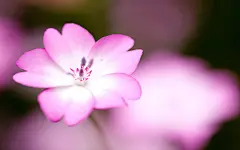 粉色杜鹃花桌面壁纸