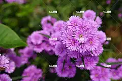 花朵 花卉背景 粉红色的花朵 花园 花壁纸 野生动物 美丽的花朵