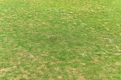 园林绿地草坪的质感，可作为背景和壁纸