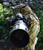 Owly Molly Camera Action!