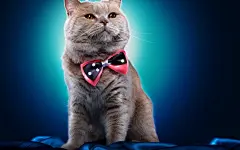 高清小萌猫桌面壁纸  #优质# #动物# #高清#