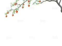 彩色手绘卡通石榴果实树枝元素PNG素材