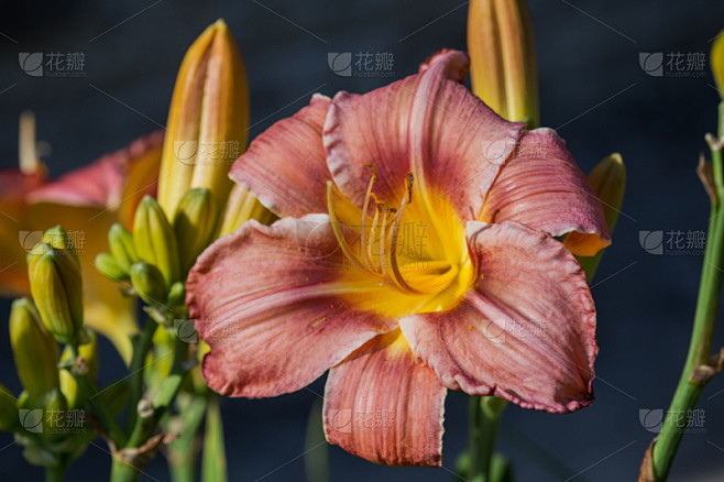 萱草,粉色,清新,植物,雌蕊,夏天,园艺,花坛,百合花,自然
