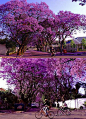 南非的街道
树上的紫薇花开的染紫了天空
似乎连空气都是淡紫色...