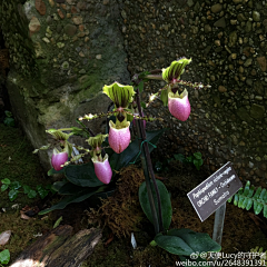 蓝莓小主采集到花朵集四