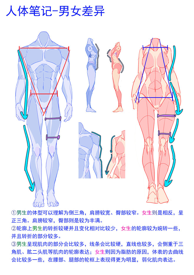 这次整理了一些男性人体教程，希-幻想往人