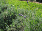 魁北克的薰衣草园Bleu Lavande