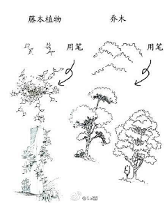 玉海园采集到插画植物