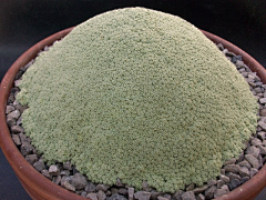 唯美6668采集到多肉植物