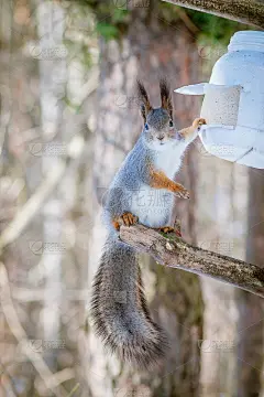 饥饿的野生松鼠坐在春天的森林里的一棵树上