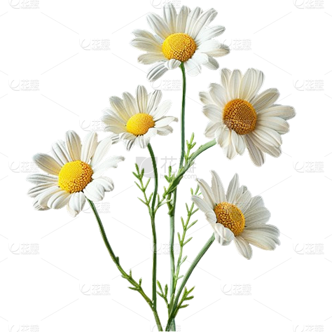 植物通用实景雏菊花花朵元素素材