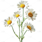 植物通用实景雏菊花花朵元素素材