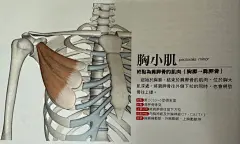 臥推肩膀痛，從肩周肌肉、骨骼理解肩夾擠的成因 | Opass: A Life Well Lived