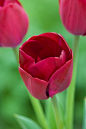 Tulipa 'Attilas Elite' 郁金香"匈奴精英"
