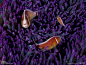 雄的粉红海葵鱼（前方）追赶年轻的闯入者时，一只雌的粉红海葵鱼（左上）等于宣示了它对成熟雄鱼的支配地位。