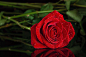 美丽的玫瑰花朵植物高清图片 - 素材中国16素材网