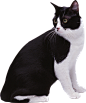 猫PNG_@宇飞视觉
