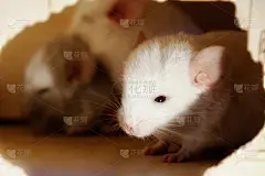 白色栗鼠宝宝正坐在房子里