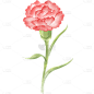 母亲节康乃馨花朵插画贴纸