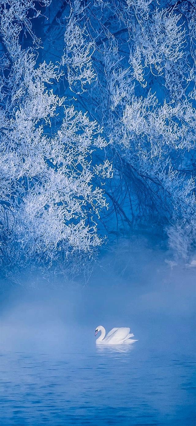 《雪》雾淞