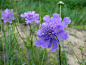 9.19生日花：山萝卜（Devil's-bit Scabious） 花语：争斗心（Fighting Spriits）11世纪苏格兰公主圣露西之花。茎部呈现被咬过的形状，因为恶魔争斗过。受到这种花祝福而生的人，具有强烈的正义感。恋爱的时候如果有情敌，争斗心就会明显的表现出来。但是当友情与爱情左右为难时，就会不知所措呢！