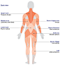 The different muscle groups : These diagrams show the major muscle groups of the human body. Aerobic and cardio exercise focuses on improving your heart and lung fitness, but it also