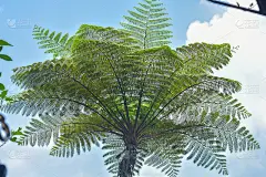热带雨林中有许多巨大的蕨类树，背景是蓝天和白云。可以用作背景和壁纸吗