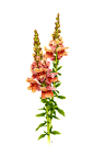 Snapdragon : Snapdragon