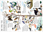 原版英文插画科普绘本 The Big Book of Birds 鸟类 精装大开本-淘宝网