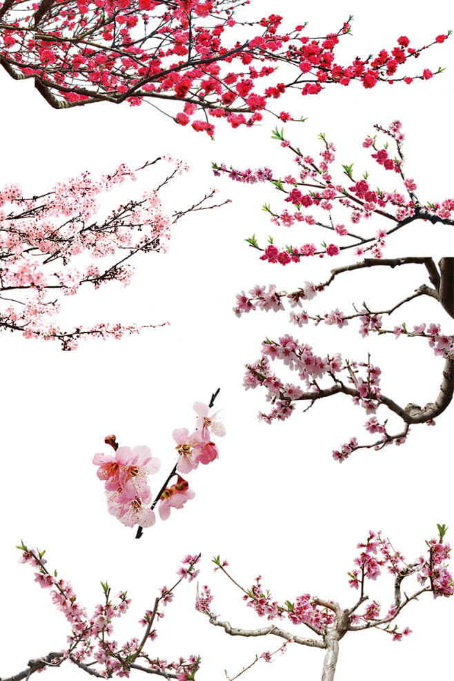 桃花