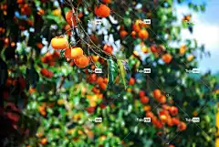 秋季 壁纸4K 水果 甜柿 食物 免费壁纸 大自然 棕色的