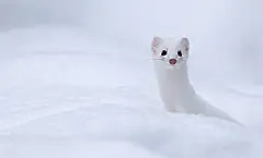 白鼬又叫扫雪鼬，萌值爆表。。。。可是啊。。。会抓住田鼠扯下它们的毛毛当被子盖。。还跟它们的尸体睡在一起。。。
