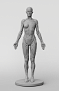 // 3dtotal Anatomy: female full ecorche figure //