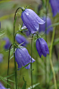 "I do not think I have ever seen anything more beautiful than the bluebell I…: 