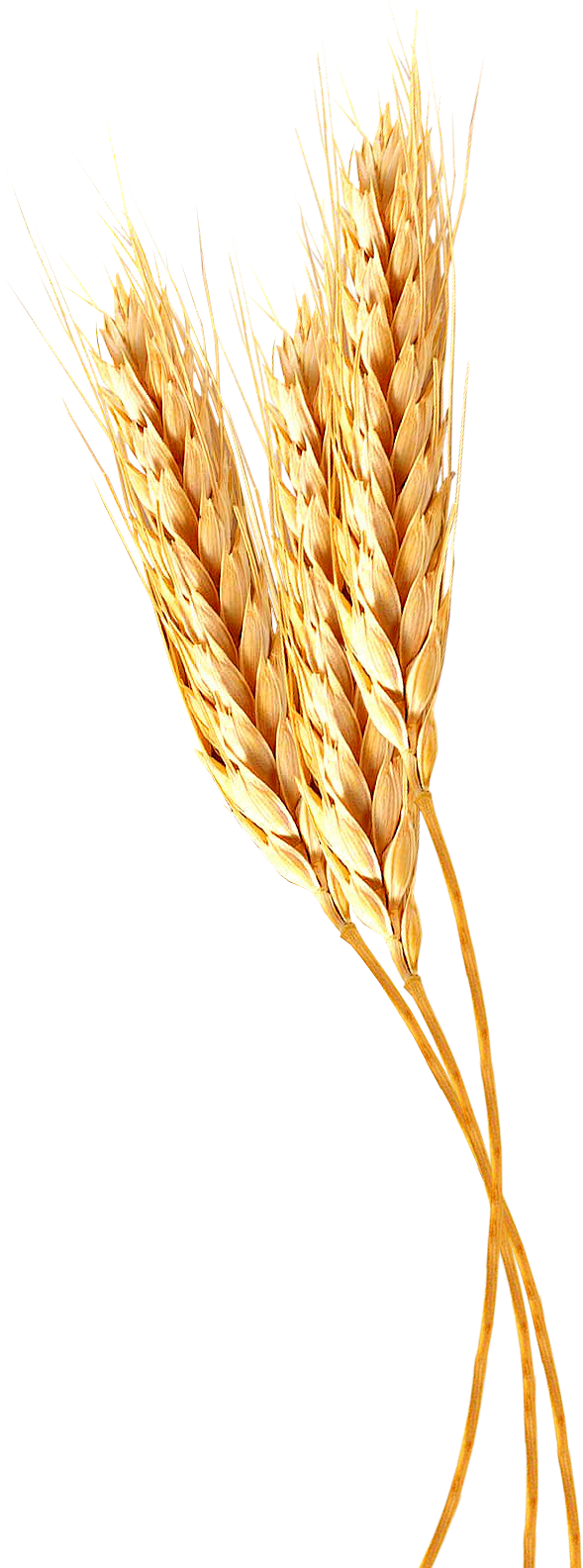 麦子麦穗PNG