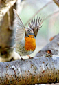 European Robin