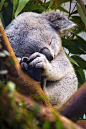 sleeping baby koala