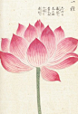 Honzo Zufu [Lotus] - Kan'en Iwasaki - Kew Gardens Botanical Prints - Kew Botanical Prints