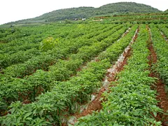 点击查看源网页