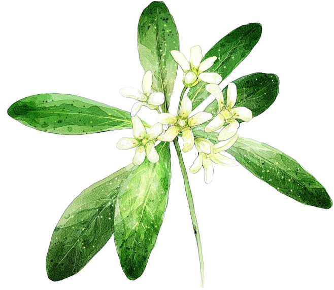花#素材#PNG
