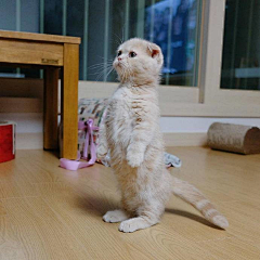 沐离♀采集到可爱折耳猫
